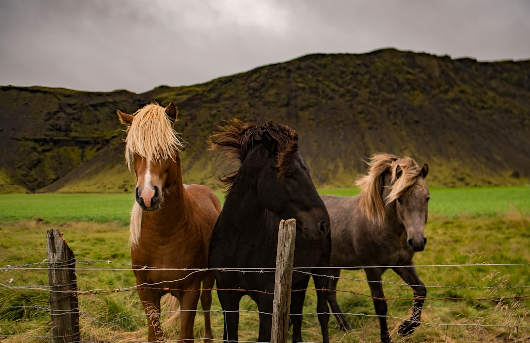 Photo Brain and animal instinct