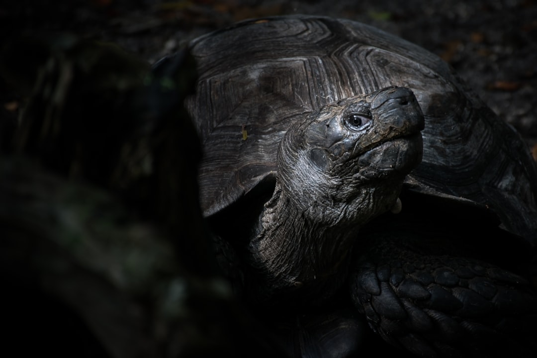 Photo Tortoise and hare