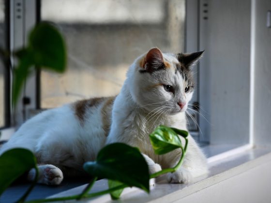 Photo Stoic philosopher