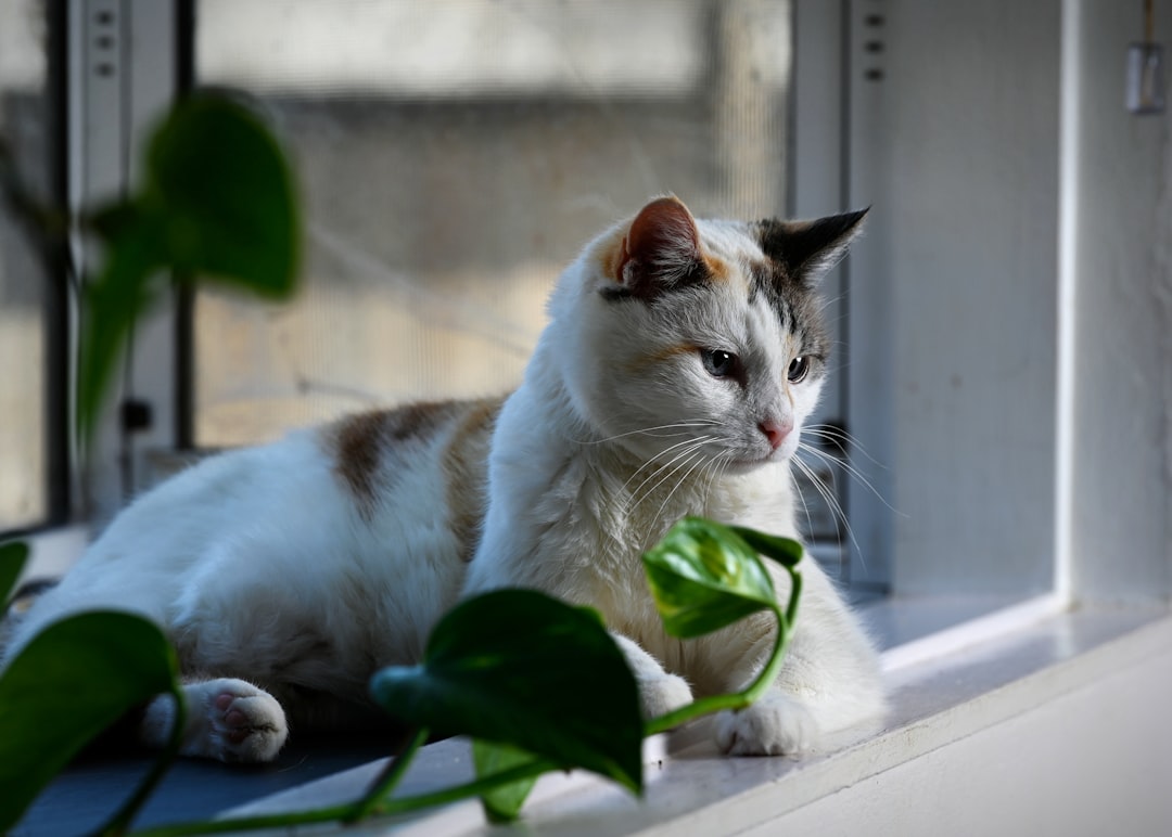 Photo Stoic philosopher