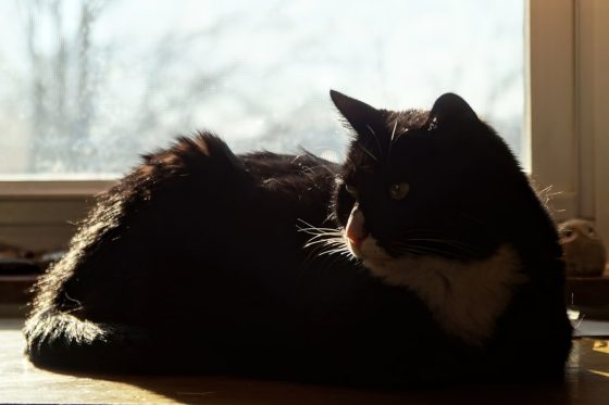 Photo Stoic philosopher