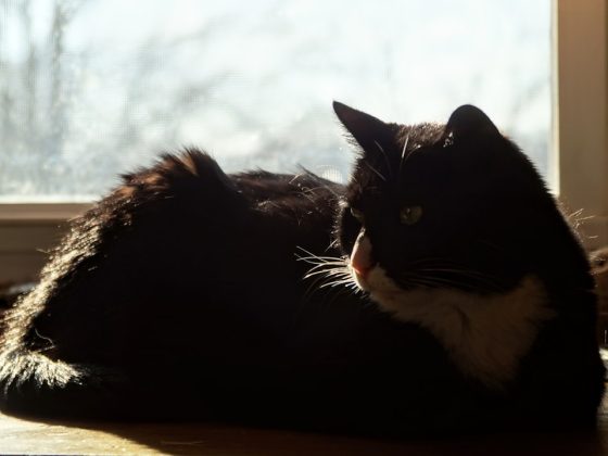 Photo Stoic philosopher
