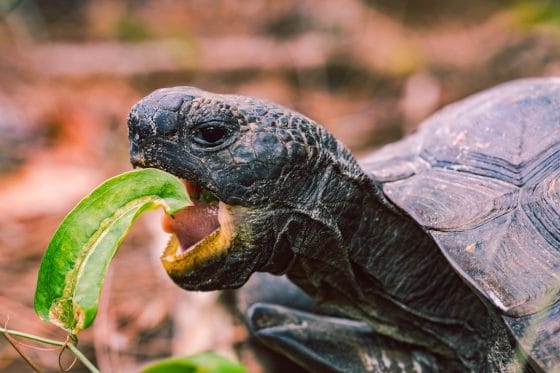 Photo Tortoise and hare