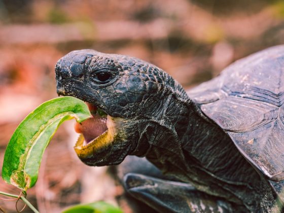 Photo Tortoise and hare