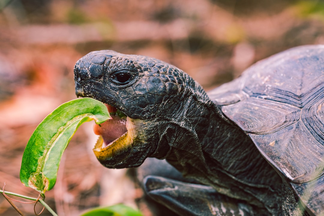 Photo Tortoise and hare
