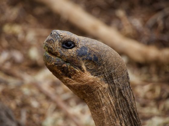 Photo Tortoise paradox