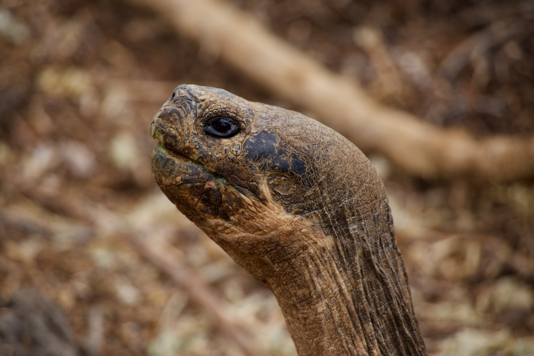 Photo Tortoise paradox